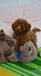 Pudel toy,  suczka,  red-brown