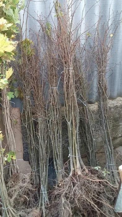 Саженцы липа клен рябина ясень дуб бук береза граб