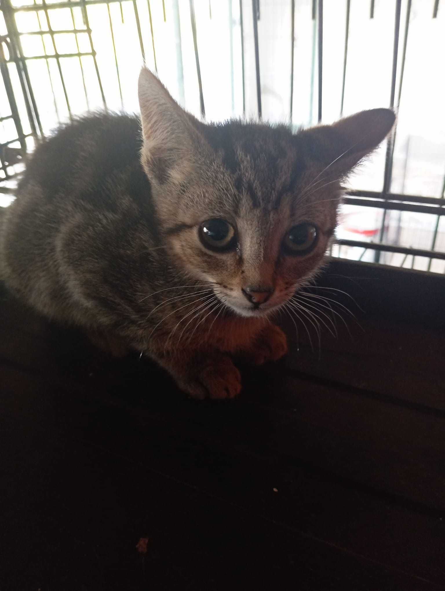 Merlin - Bebé para Adopção