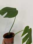 Monstera Albo variegata