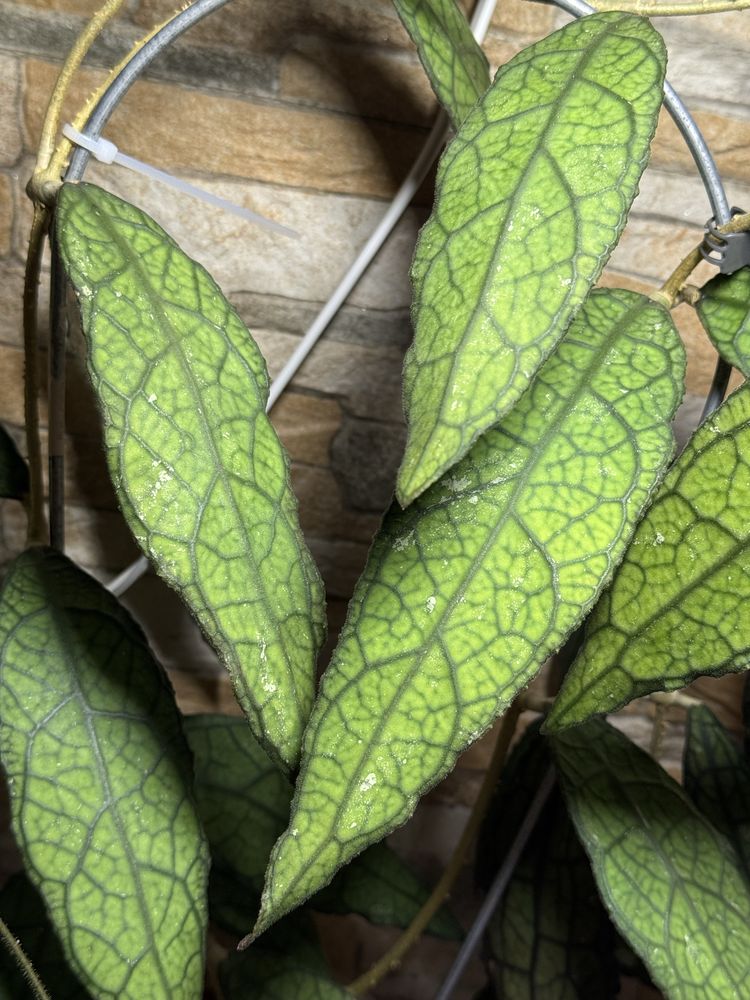 Хойя clemensiorum Sumatra, hoya