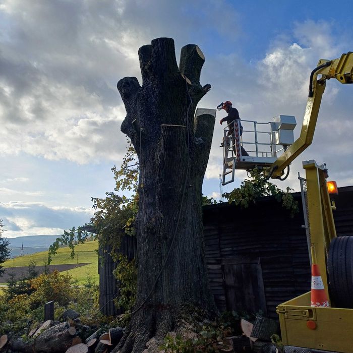 Wycinka drzew /Pielegnacja zieleni