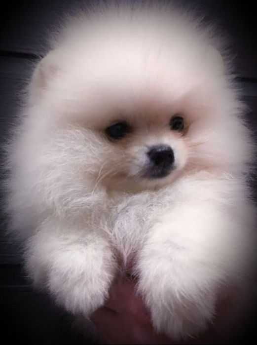 Шпиц, жених на вязку.