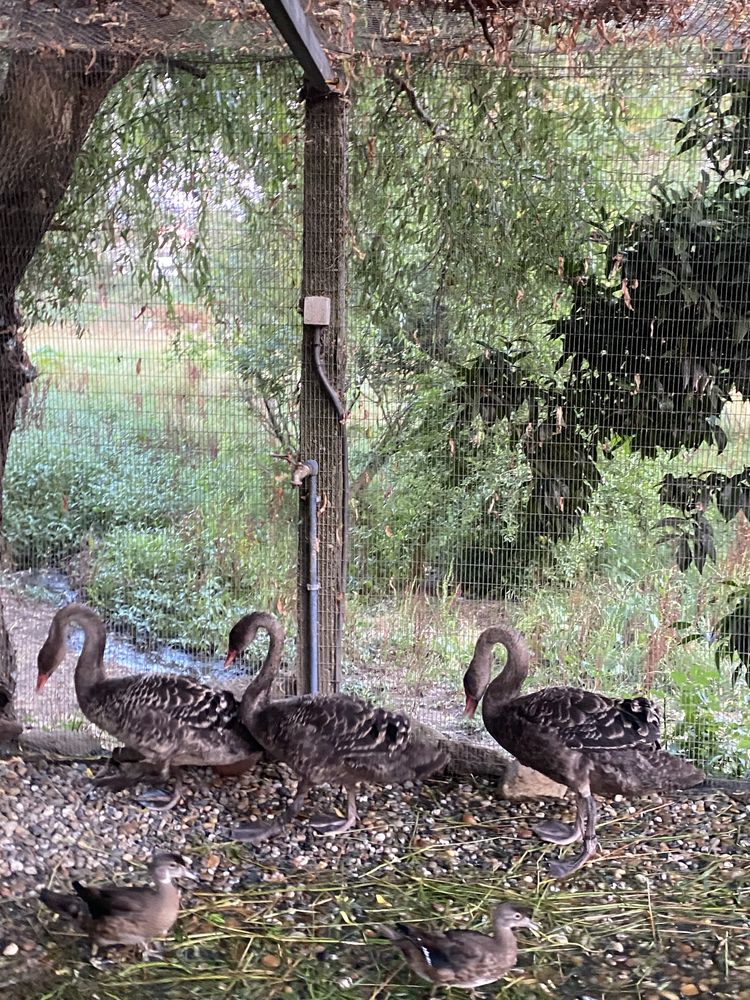 Cisnes pretos e brancos.