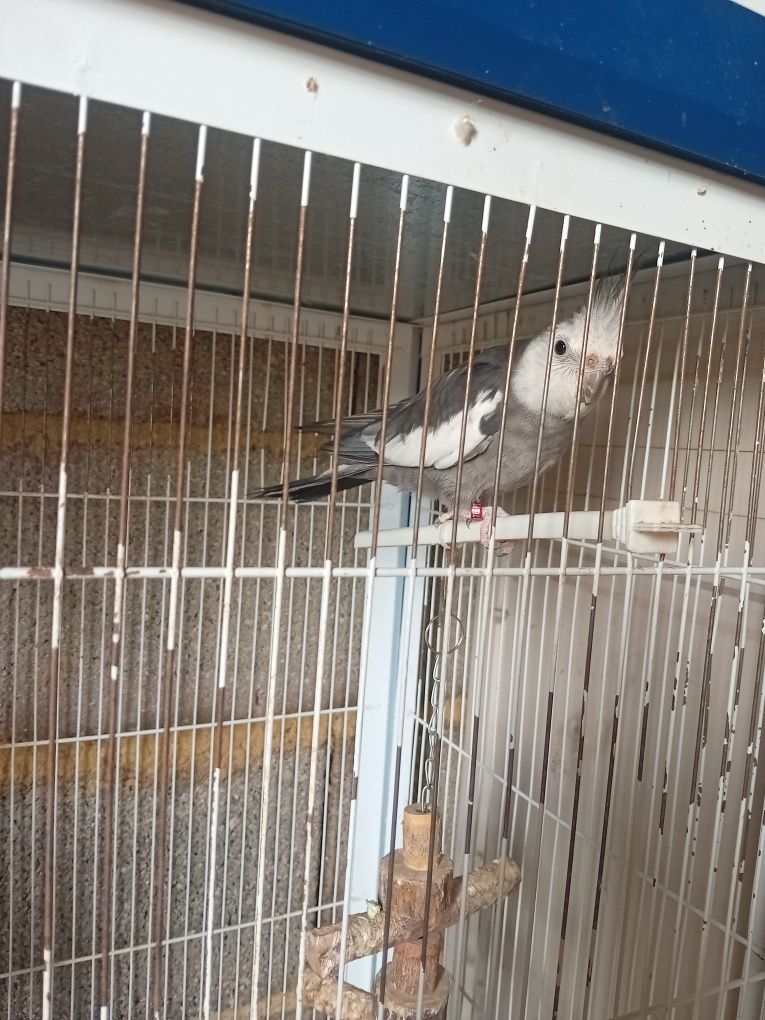 Ring neck e caturra
