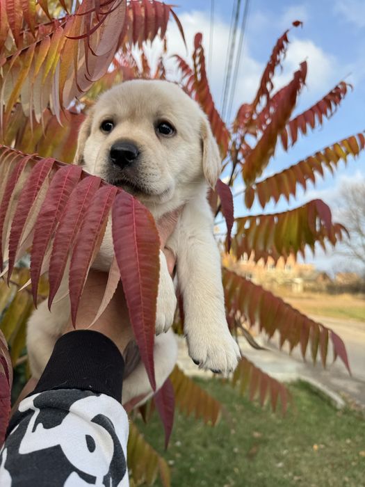Маленький красунчик , хлопчик з документами