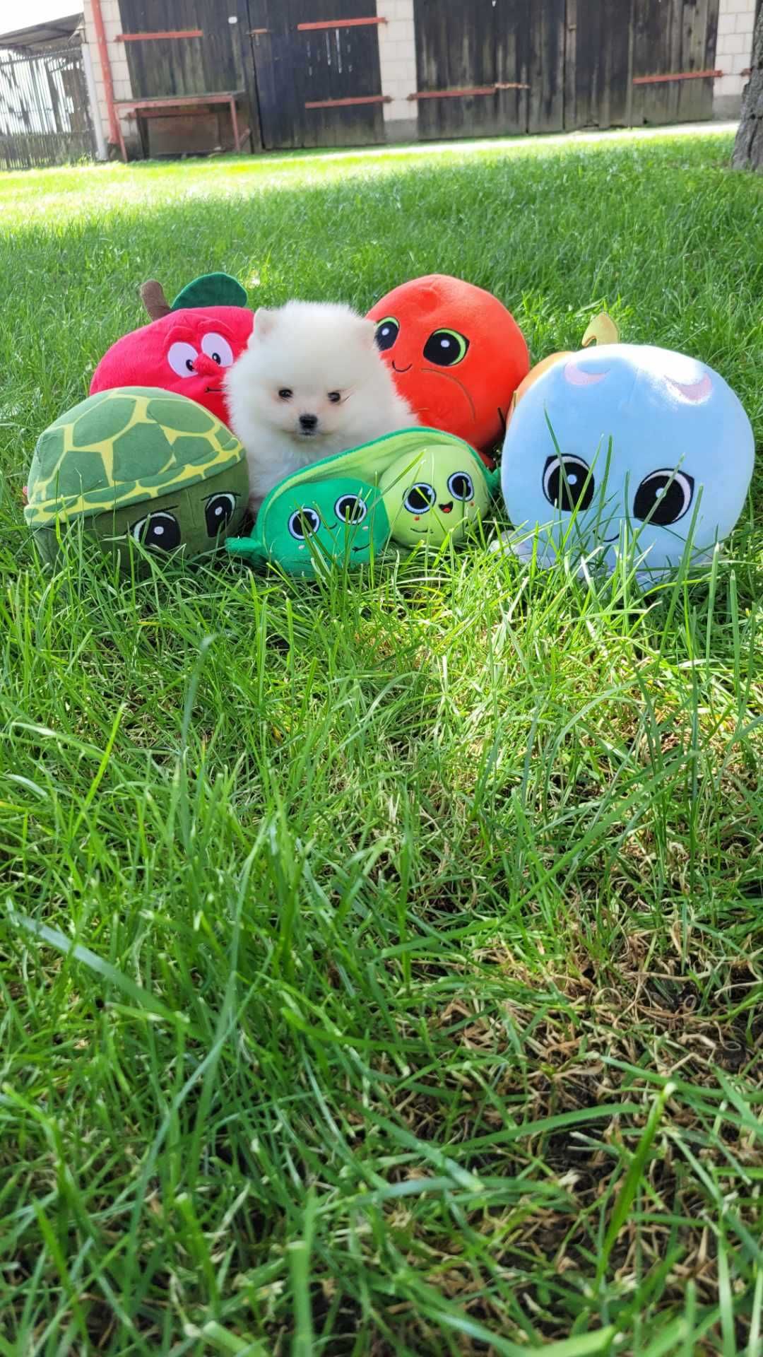 szpic miniaturowy