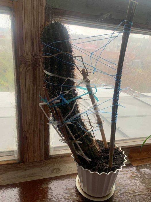 Великий гарний кактус