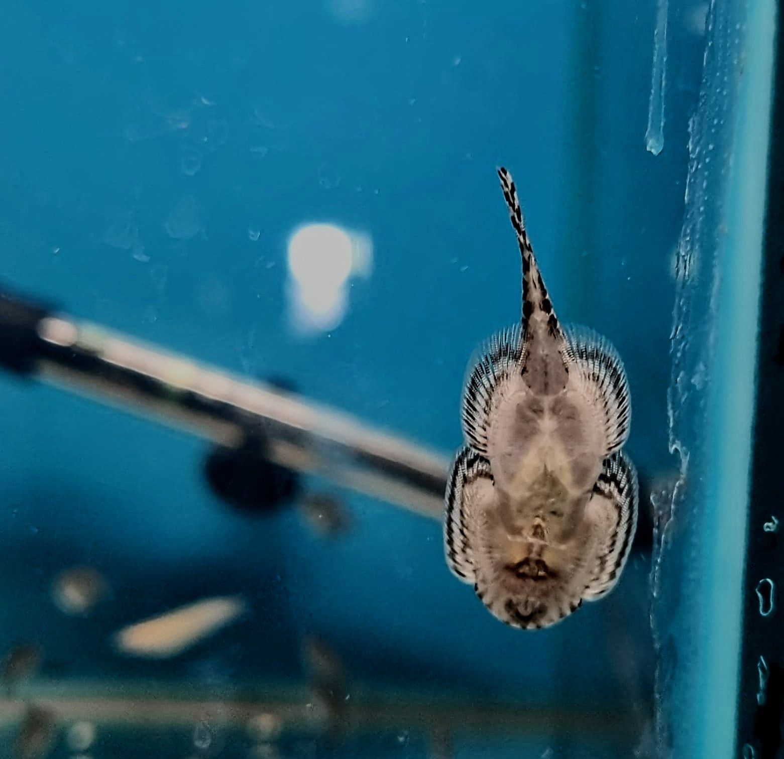Przylga chińska cudaczek (sevellia lineolata) ryby akwariowe