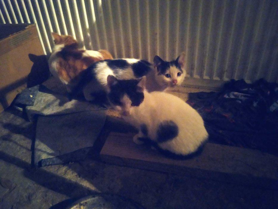 2 biało-czarne młode koty do oddania.