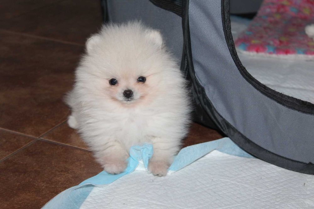Szpic pomeranian piesek