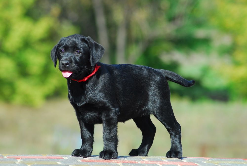 Великолепные щенки лабрадора.