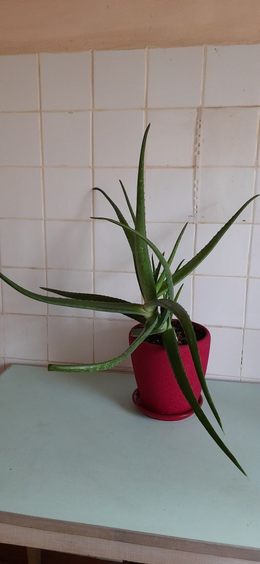 АЛОЕ ВЕРА лікувальний домашній, вазон ALOE VERA комнатный, квітка Алоє