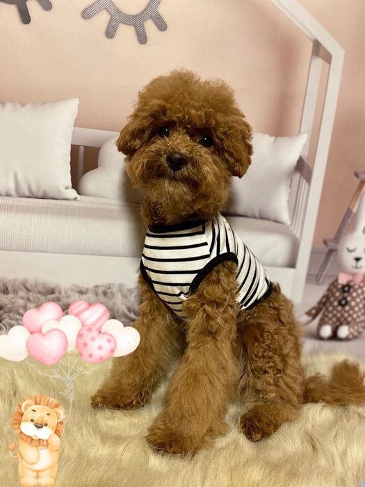 Неймовірно гарний хлопчик мальтіпу! Мальтипу !