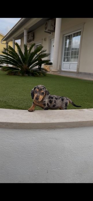 Teckel  fêmea miniatura ...