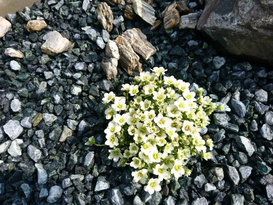 Serpentynit grys 8-16, 16-22mm głazy grys ogrodowy kamienie ogród