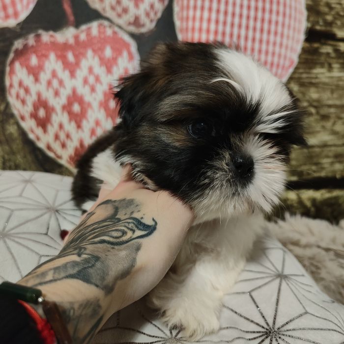 Gustaw szczeniak Shih Tzu przepiękny chłopak odbiór grudzień