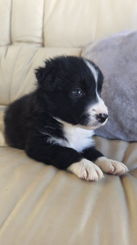 Border Collie macho