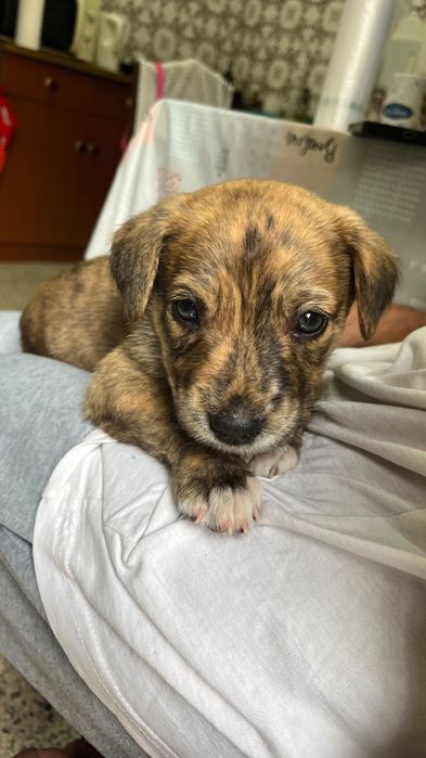 Cãozinho para adotar