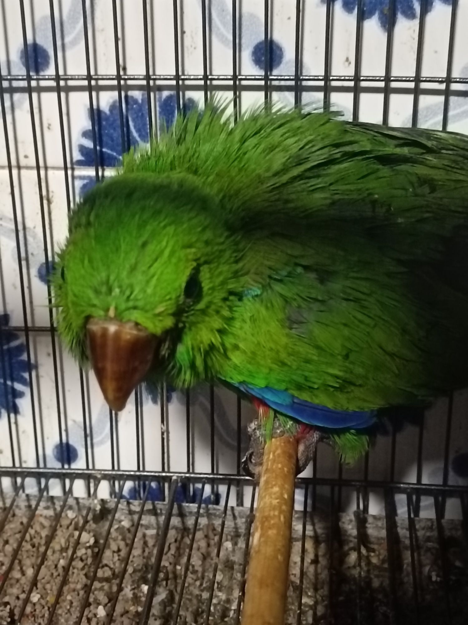 Ecletus M e F disponiveis