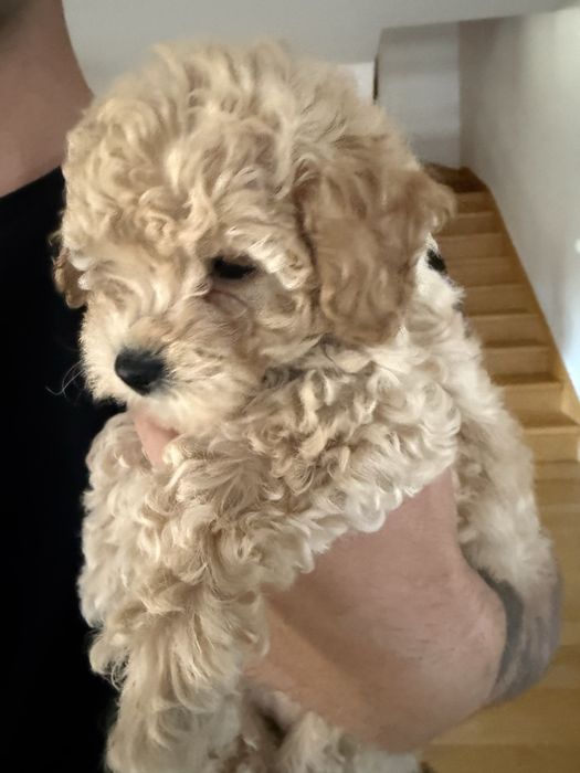Uroczy piesek Poochon/Bichpoo ( maltipoo, cavapoo)