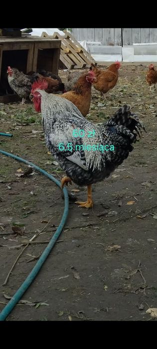 Sprzedam tegoroczne koguty w różnym wieku trzy karmazyn raz Amarok