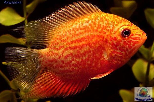 Pielęgnica Severum Red spotted - Heros efasciatus "Red Spot Severum"