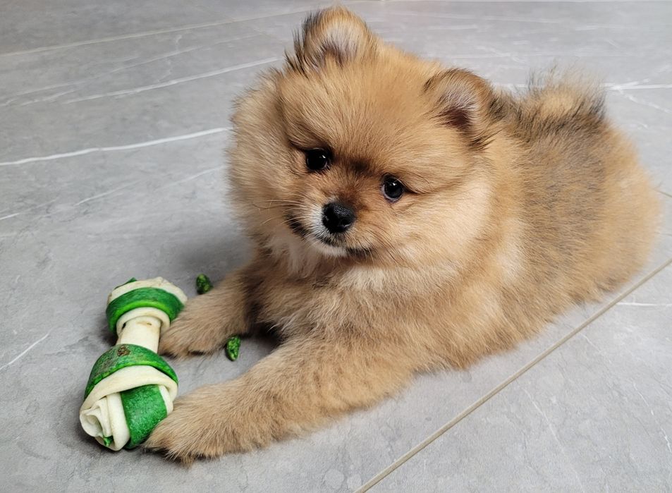 Szpic miniaturowy - GOTOWE DO ODBIORU