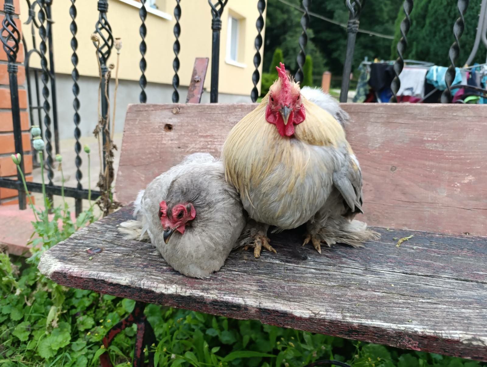 Продам карликових кохінхінів