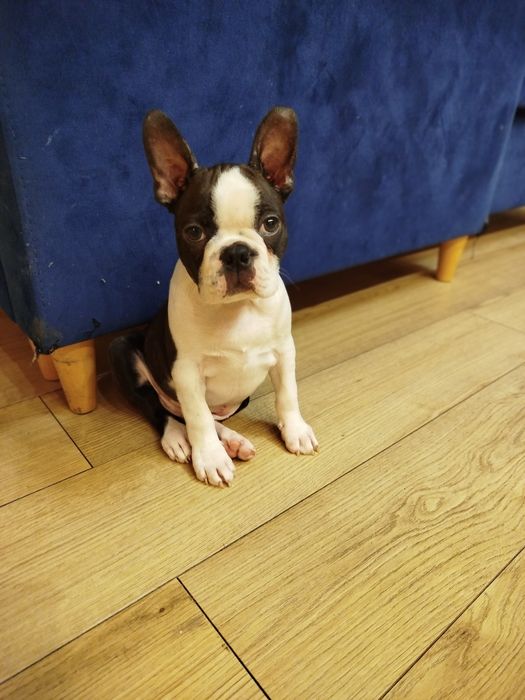 Szczeniak Boston Terrier