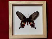 Motyl w ramce 12 x 12 cm . Atrophaneura aristolochiae 75 mm .