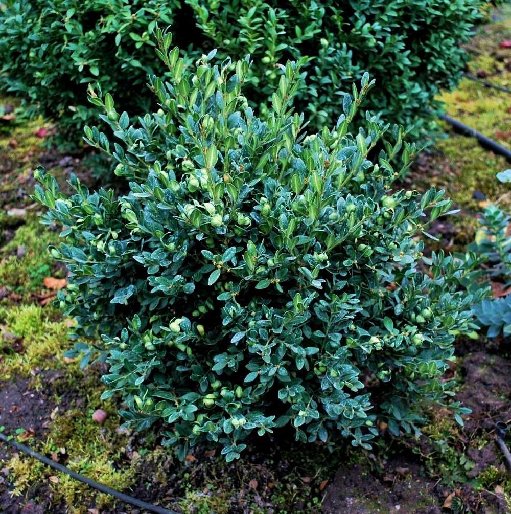 Bukszpan 'Green Mound' Buxus 058