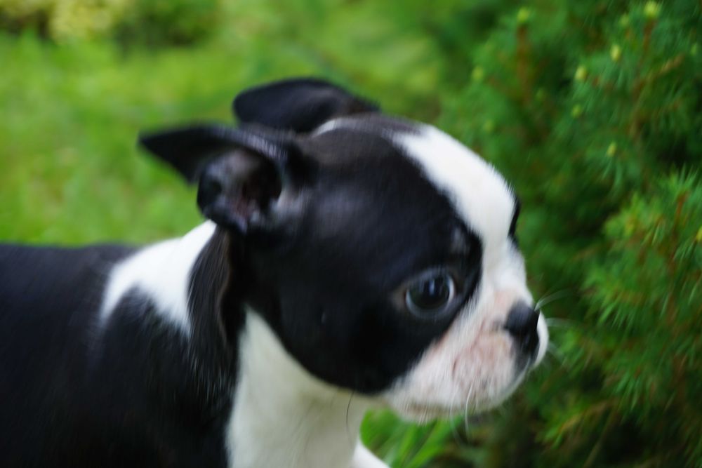 Śliczna sunia boston terrier FCI