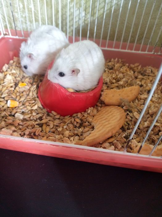 Джунгарский хомяк