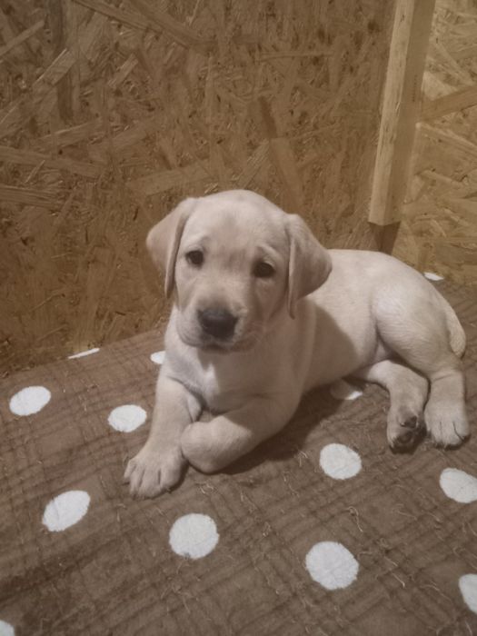 цуценят лабрадора КСУ