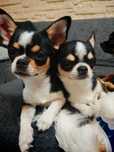 Piękny piesek chihuahua