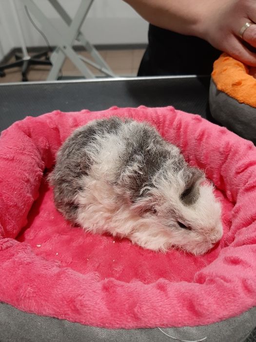 Kawia Domowa, świnka Morska. Sklep ZOOlogiczny PLUTO Radom