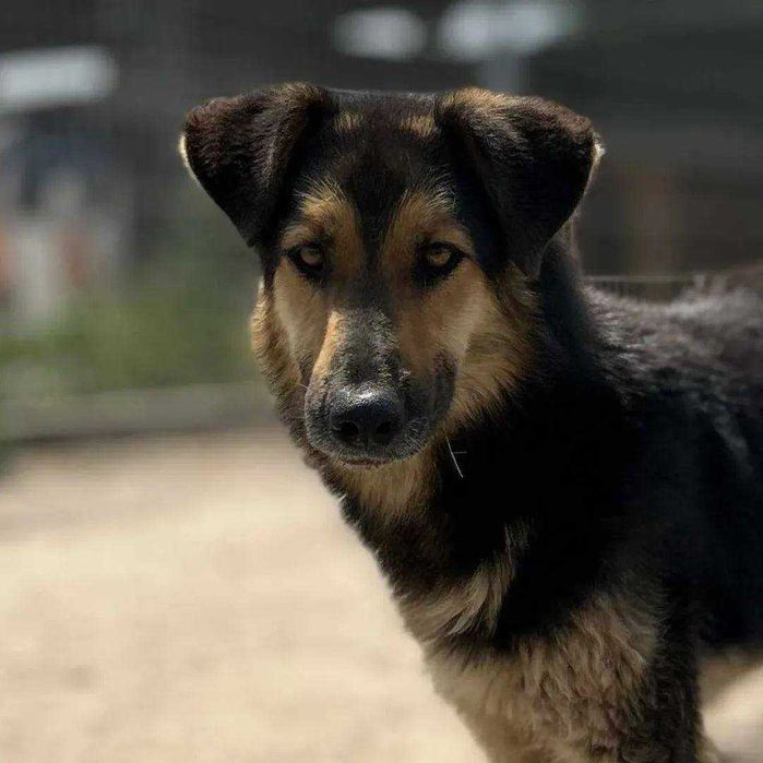 Czy znajdzie się ciepły kąt dla tego uroczego psiaka? Borowik