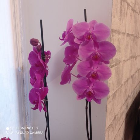 Орхидеи, небольшие пальмы и фикусы помогу пристроить