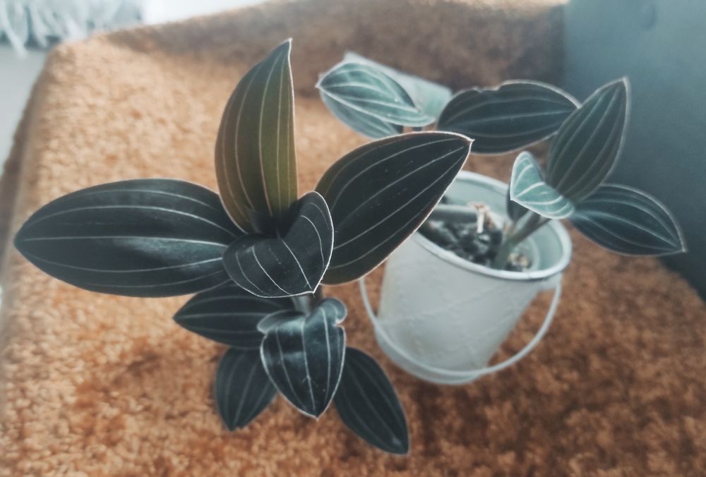 Storczyk jubilerski orchidea