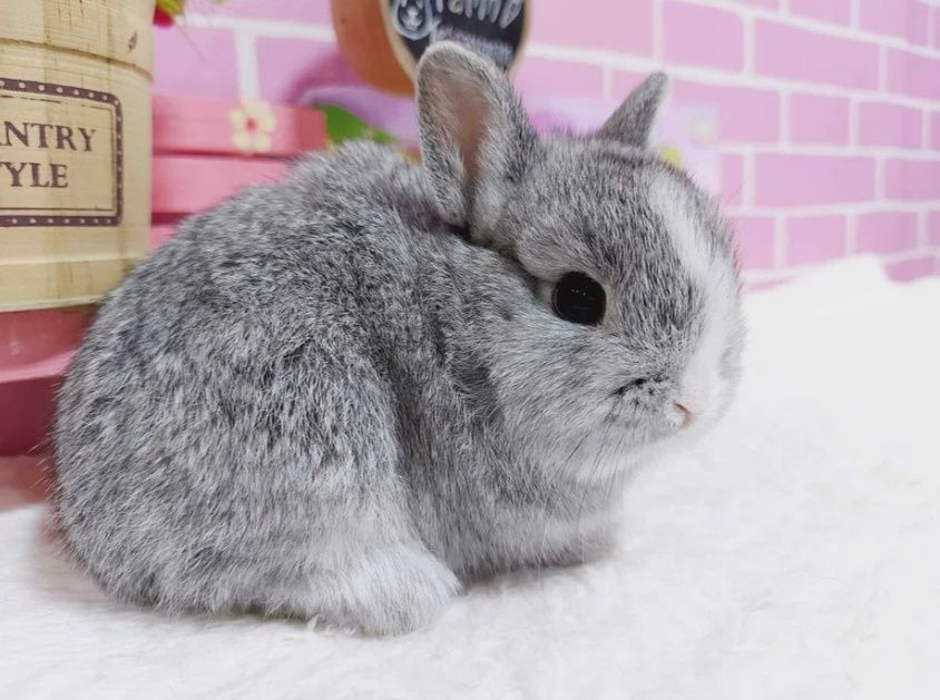 KIT Coelhos anões minitoy e holandês mini, coelhinhos muito dóceis