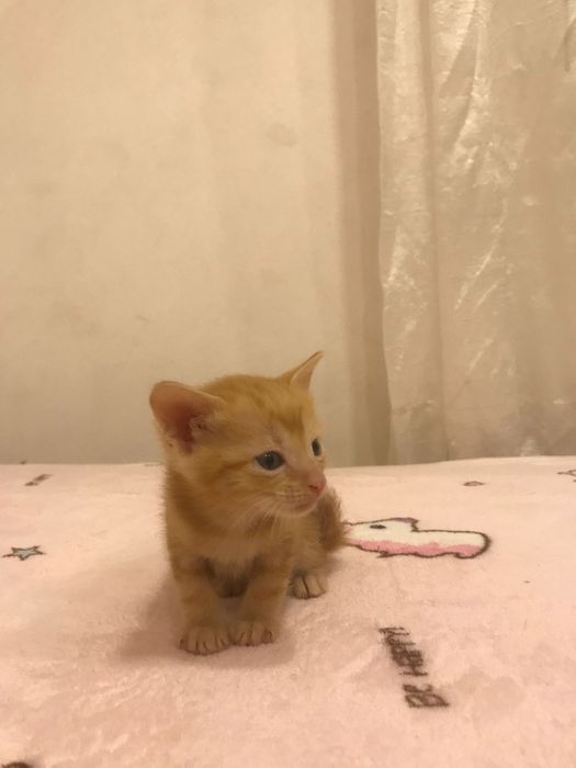 Bombom - gatinho bebe para adoção responsável