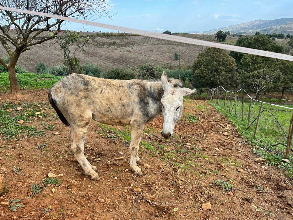 Burro com 3 anos