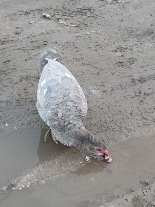 Продам мускусних качок(шипунів)