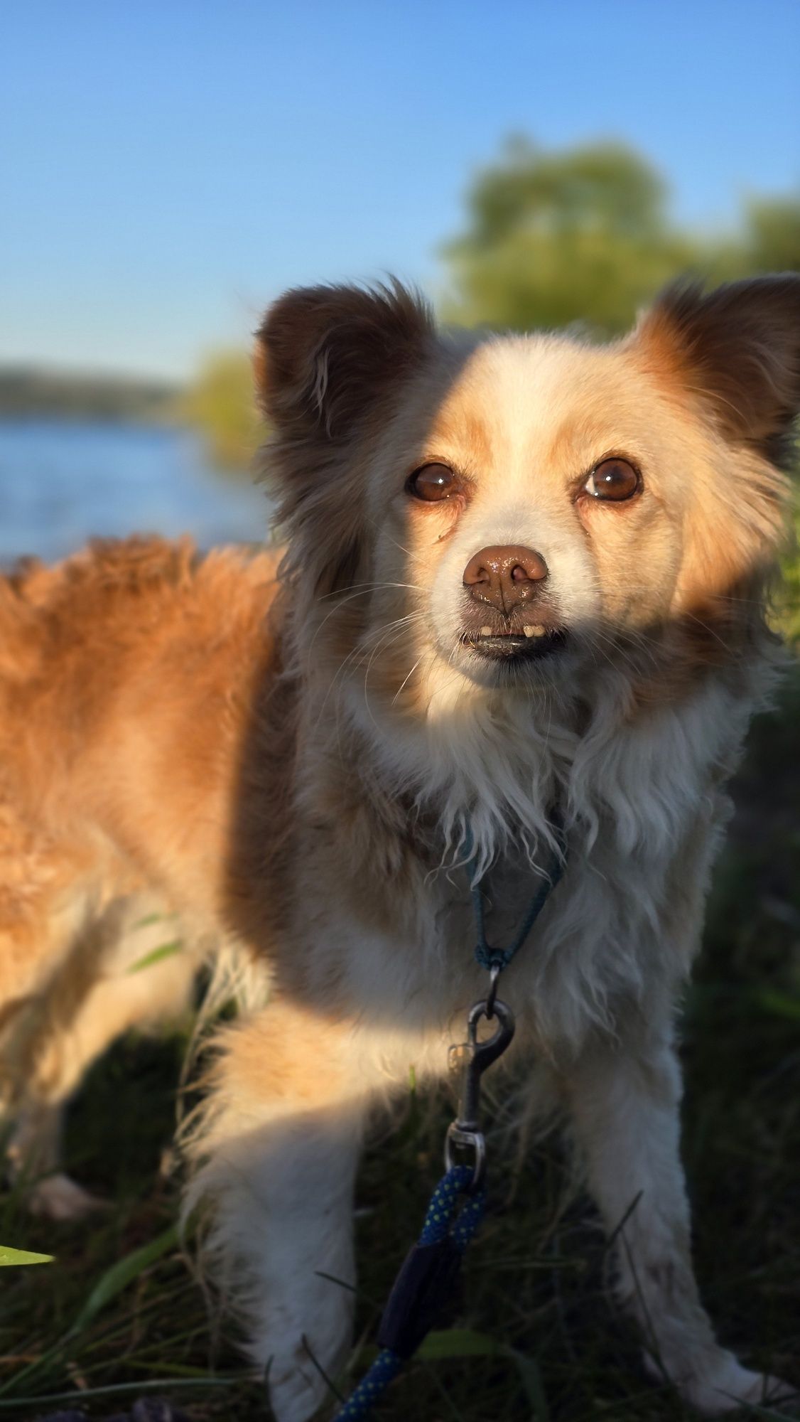 2 letnia maleńka suczka w typie chihuahua