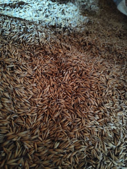 Sprzedam owies zbiór 2025