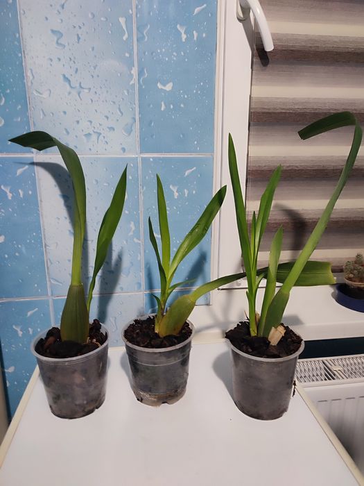 аглоєнема,папороть,фікус,орхідея тигрова,шефлера,спатіфіліум Доміно