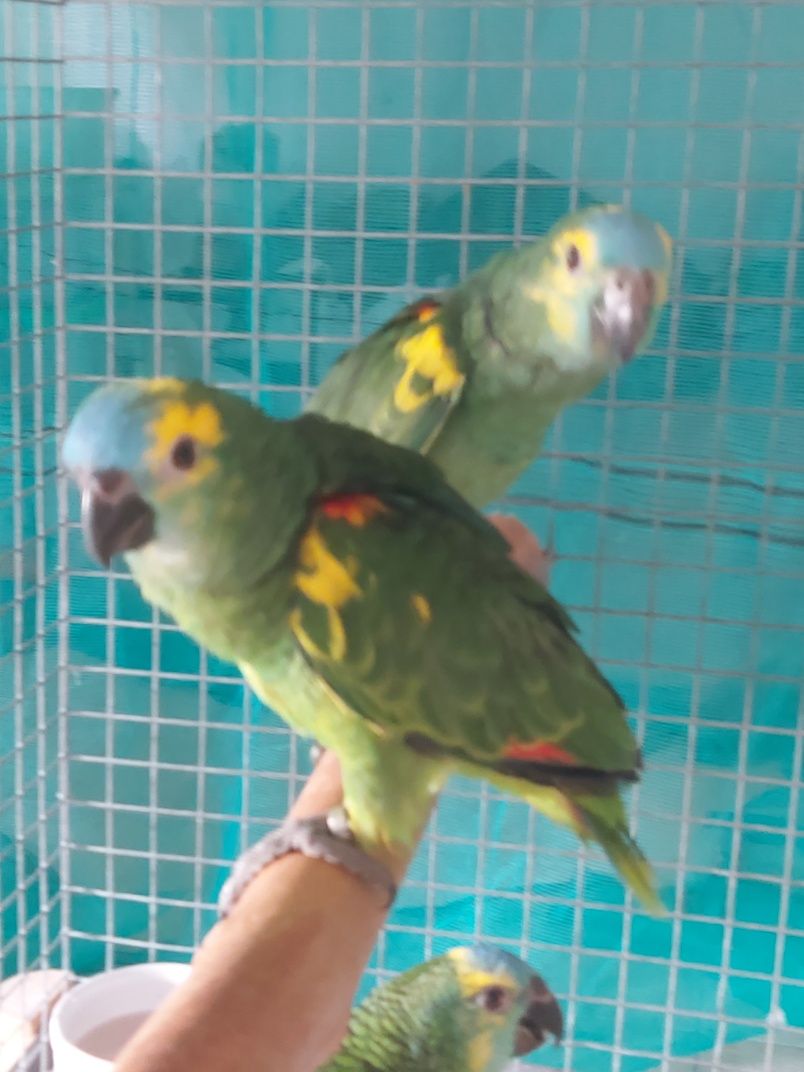 Papagaios xantoperix  e cinzentos