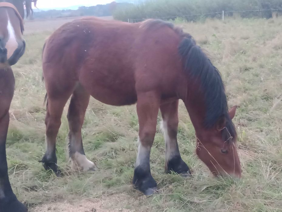 Klacz, źrebica,klaczka zimnokrwista,