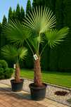 Palma mrozoodporna Trachycarpus fortunei – Szorstkowiec Fortunego
